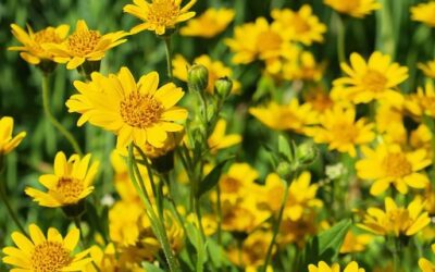 Arnica natural