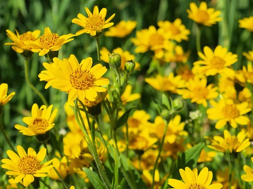 Beneficios de la Arnica - Flores y ungüentos