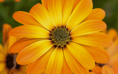 Calendula natural